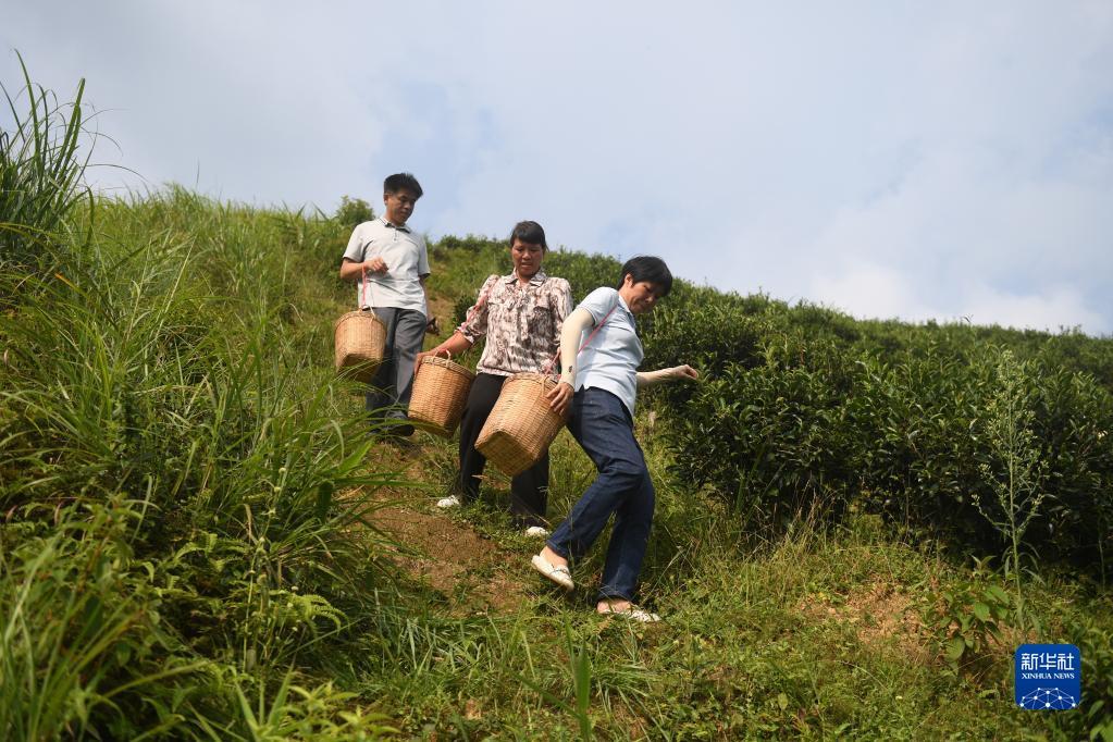 在廣西蒼梧縣六堡鎮(zhèn)山坪村，祝雪蘭（前）和村民采茶后走下茶山（2022年9月22日攝）。新華社記者 陸波岸 攝